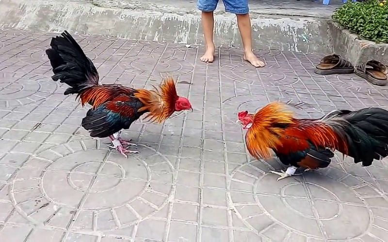 Đá Gà Cựa Sắt Là Gì? Sự Kết Hợp Giữa Truyền Thống Và Hiện Đại - BETLUNA99
