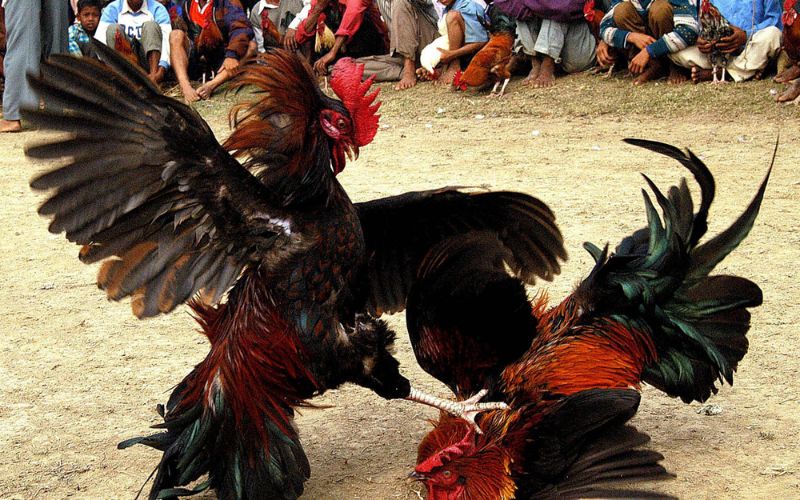 Đá Gà Thomo Hôm Nay Theo Dõi Trận Đấu Mới Nhất Trên B88 - BETLUNA99