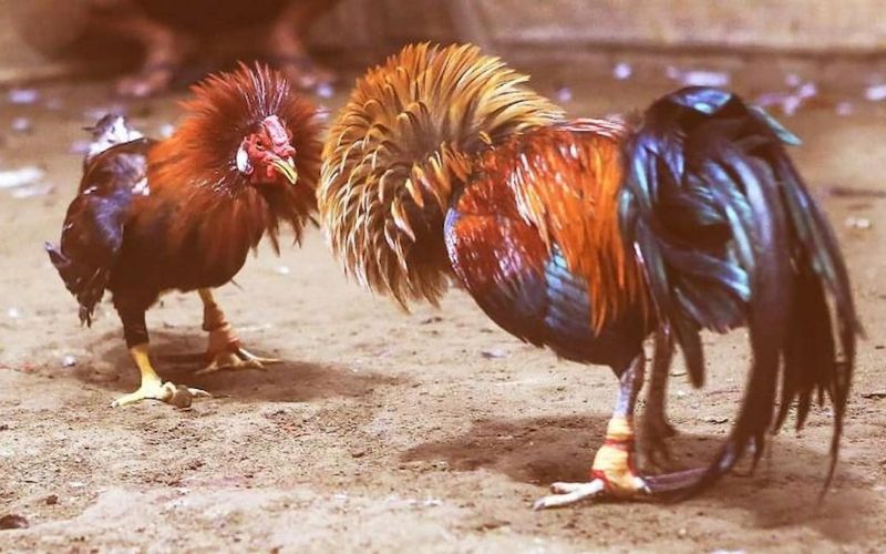 Đá Gà Trực Tiếp C3 B88 Bí Kíp Đặt Cược Dễ Thắng - BETLUNA99