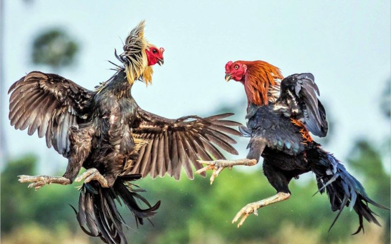 Đá Gà Trực Tiếp C3 B88 Bí Kíp Đặt Cược Dễ Thắng - BETLUNA99