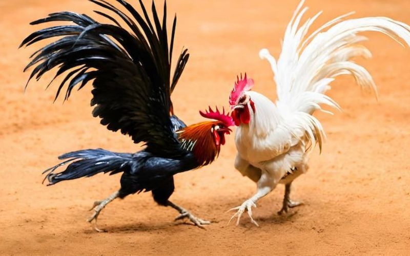 Blog B88 Tin Tức Và Kinh Nghiệm Cá Cược Mới Nhất - BETLUNA99