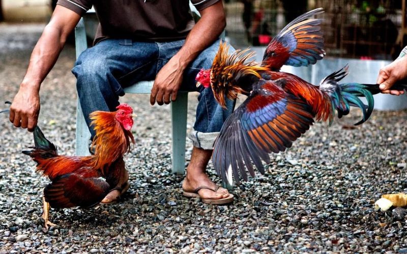 Trận Đá Gà 24 Tỷ B88 Sự Kiện Gây Chấn Động Cộng Đồng - BETLUNA99
